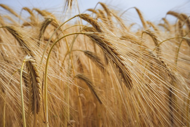 Cultivation Types, Agriculture